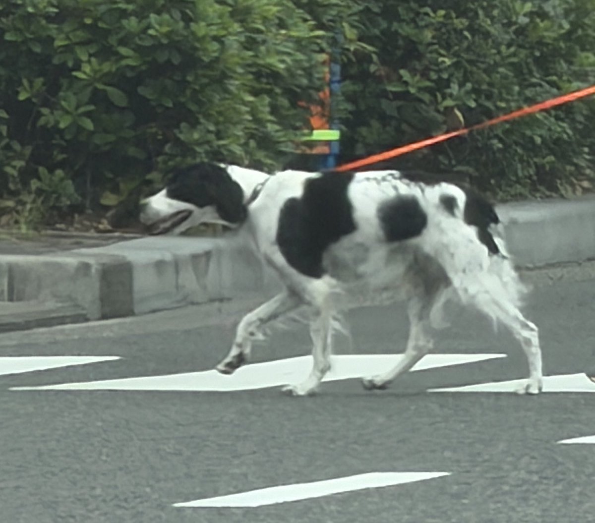 putanchuxx's tweet photo. この犬種なに？
#犬 https://t.co/FKjlLhAG7E
