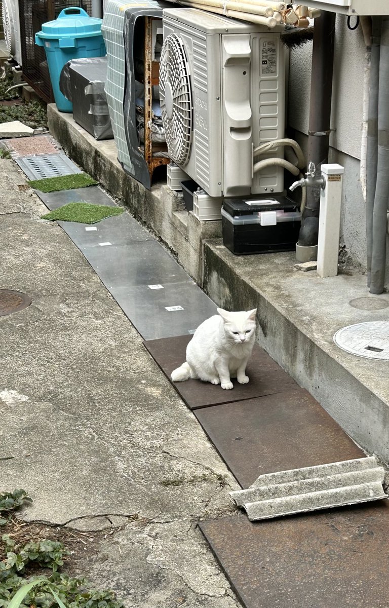 暑いからと半袖Tで買い物へ行き、店内香港並みの冷房に具合が悪くなりそうでアイスをゆっくり選べなかった私の顔。