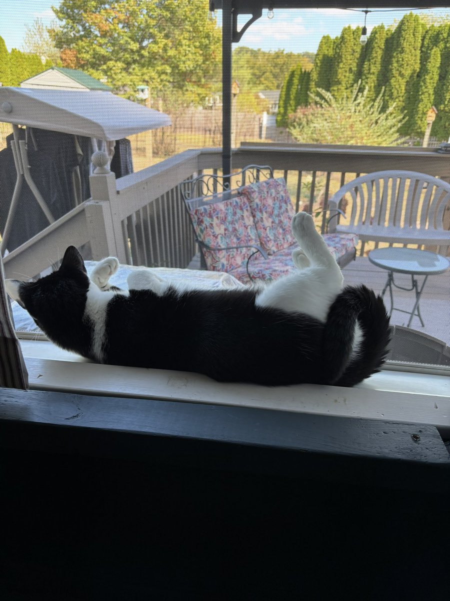 LindstheReader's tweet image. Got a little tired after watching birds all day 🐾🐈‍⬛ - Vilma