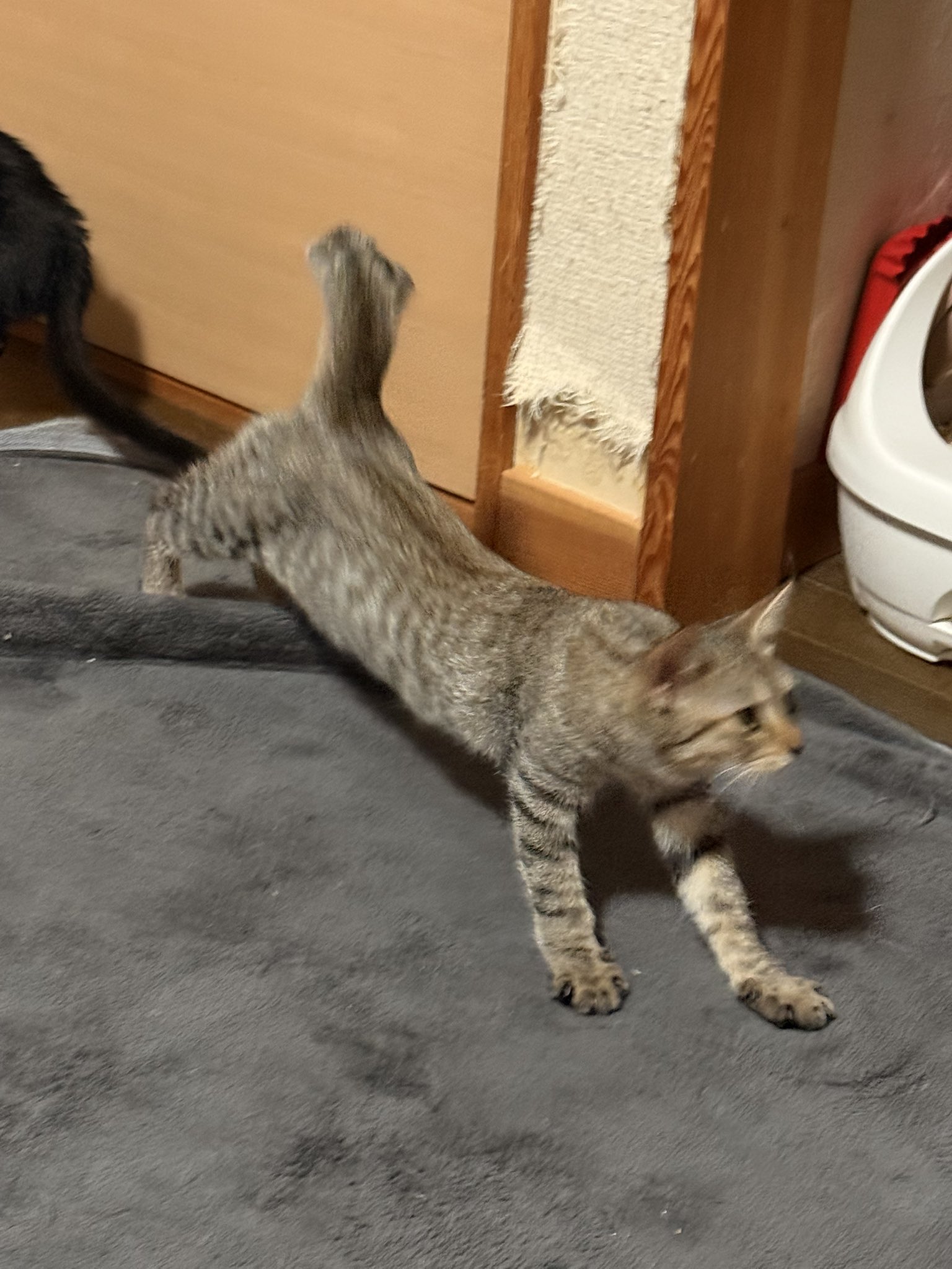 ❤︎ネコ好きかよちゃんページ❤︎ くましゐ🎪🍬 on X: 