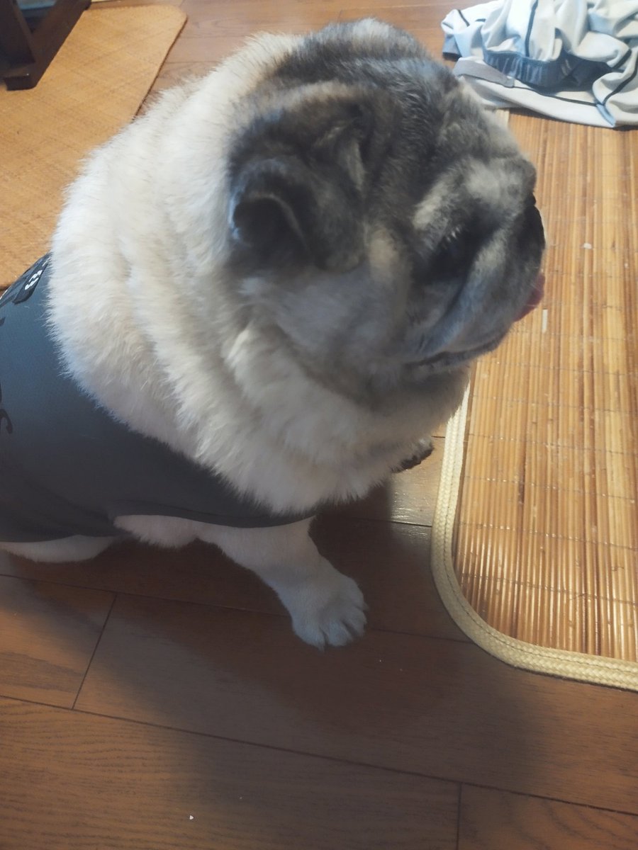 おはようございます♪
朝ごはんもらったから、
朝の散歩待ち🐶