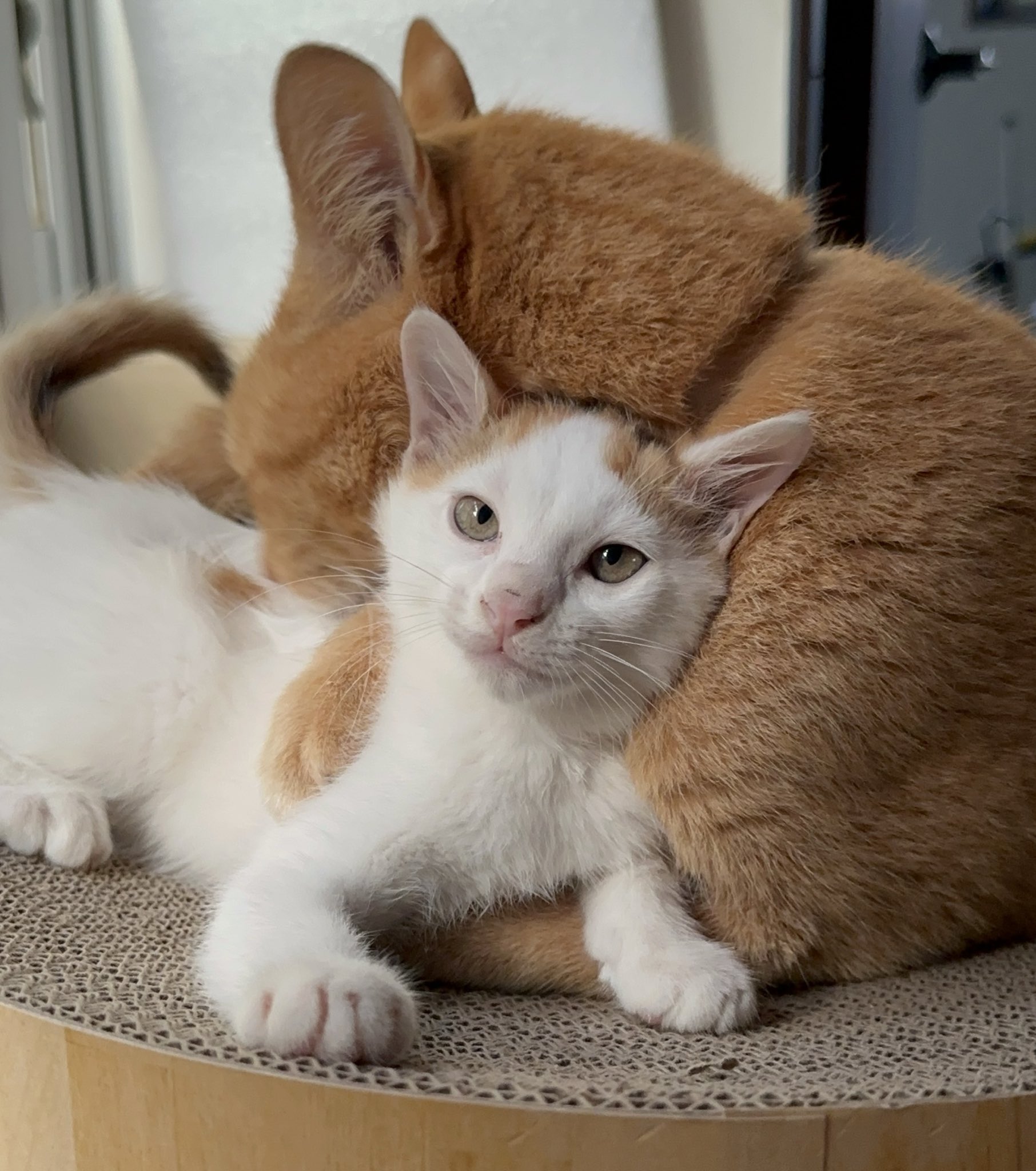 どこかの猫好き もるきち on X: 
