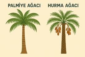 Yabgu (@yabguata) on Twitter photo Ya biz neden Palmiye ile Hurma ağacını bir birinden ayıramıyoruz. Hadi tepesi "benzer" Gövdesi eğer çıkıntılı ise hurma ağacı, pürüzsüz enine çizgili ile palmiye. Ya biz neden Palmiye ile Hurma ağacını bir birinden ayıramıyoruz. Hadi tepesi "benzer" Gövdesi eğer çıkıntılı ise hurma ağacı, pürüzsüz enine çizgili ile palmiye.