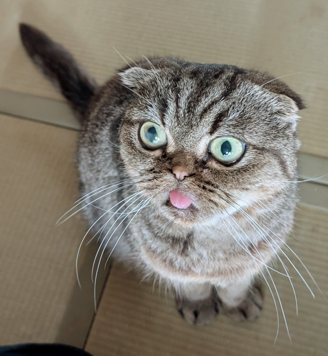 add11attach's tweet photo. ご報告
愛猫なな　臓器不全により6日朝方、虹の橋を渡りました
Xを通じてななを愛でて下さった皆様、本当にありがとうございました https://t.co/S3cFMTTQvo