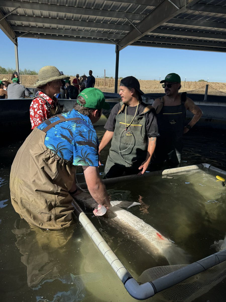 Justin Lewis🐧✳️👨🍳🔪 (@culinarycrypto) on Twitter photo The coolest culinary experience. The process of making caviar started today. Selecting sturgeons, performing biopsies to taste the eggs to ensure quality is where I want it , and tagging the fish for harvest. I’ll be back next month to harvest and proceces👨🍳🐧👀 <a href="/Pudgysushi/">Lil Omakase</a> The coolest culinary experience. The process of making caviar started today. Selecting sturgeons, performing biopsies to taste the eggs to ensure quality is where I want it , and tagging the fish for harvest. I’ll be back next month to harvest and proceces👨🍳🐧👀 <a href="/Pudgysushi/">Lil Omakase</a>
