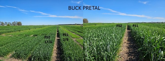 GrupoEcofisPerg's tweet photo. 🌾 Ensayos fenológicos de trigo en Pergamino: ¡6 fechas de siembra desde junio a agosto!
Mirá cómo lucían el 1 de octubre 👇 #trigo #siembra #espigazon @IntaPergamino https://t.co/y9yibm0q8s