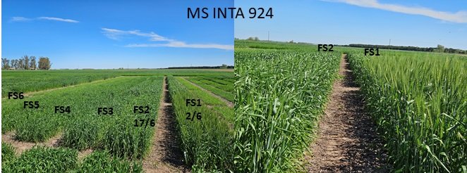 GrupoEcofisPerg's tweet photo. 🌾 Ensayos fenológicos de trigo en Pergamino: ¡6 fechas de siembra desde junio a agosto!
Mirá cómo lucían el 1 de octubre 👇 #trigo #siembra #espigazon @IntaPergamino https://t.co/y9yibm0q8s