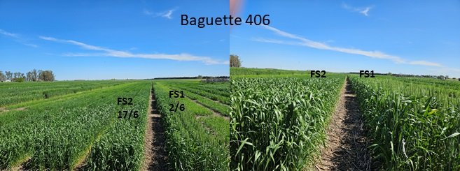 🌾 Ensayos fenológicos de trigo en Pergamino: ¡6 fechas de siembra desde junio a agosto!
Mirá cómo lucían el 1 de octubre 👇 #trigo #siembra #espigazon <a href="/IntaPergamino/">INTA Pergamino</a>