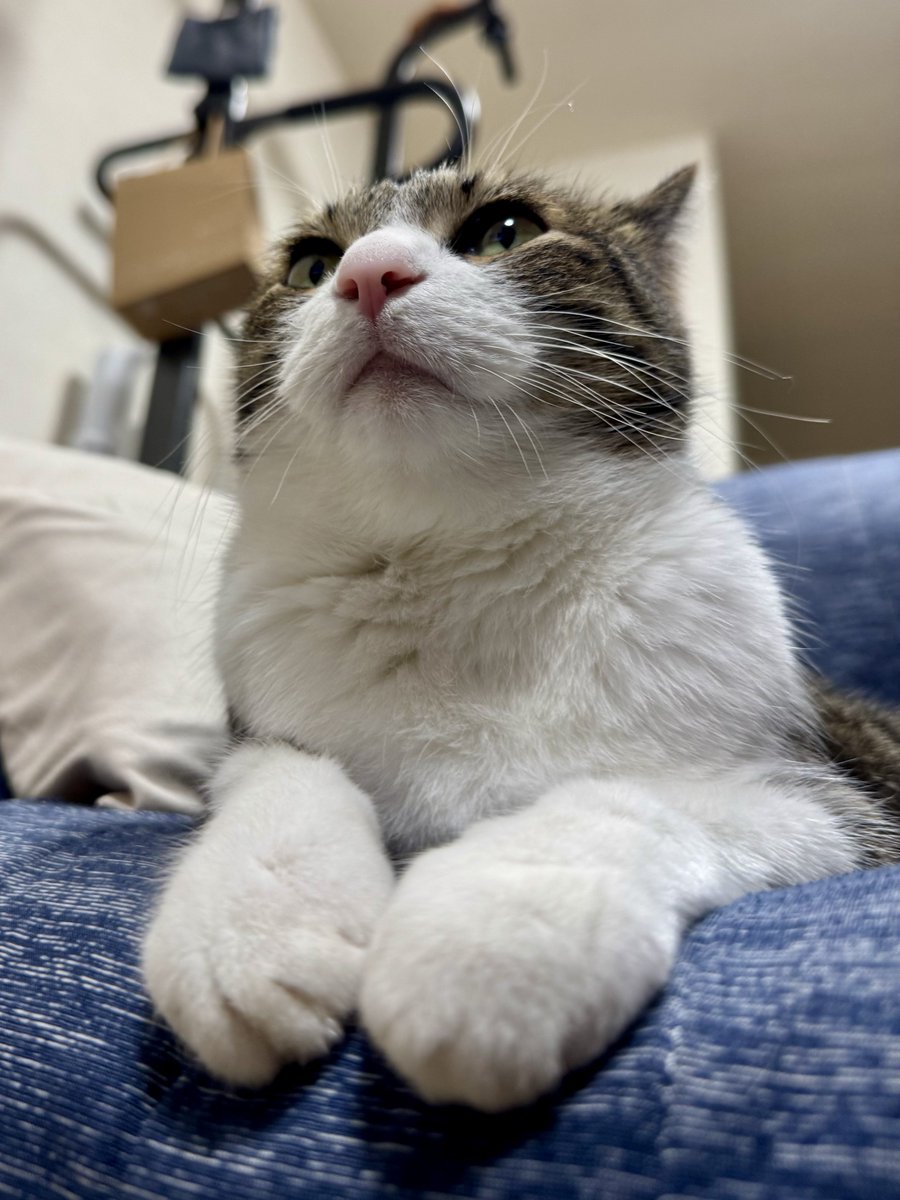 おはようございにゃん🐾