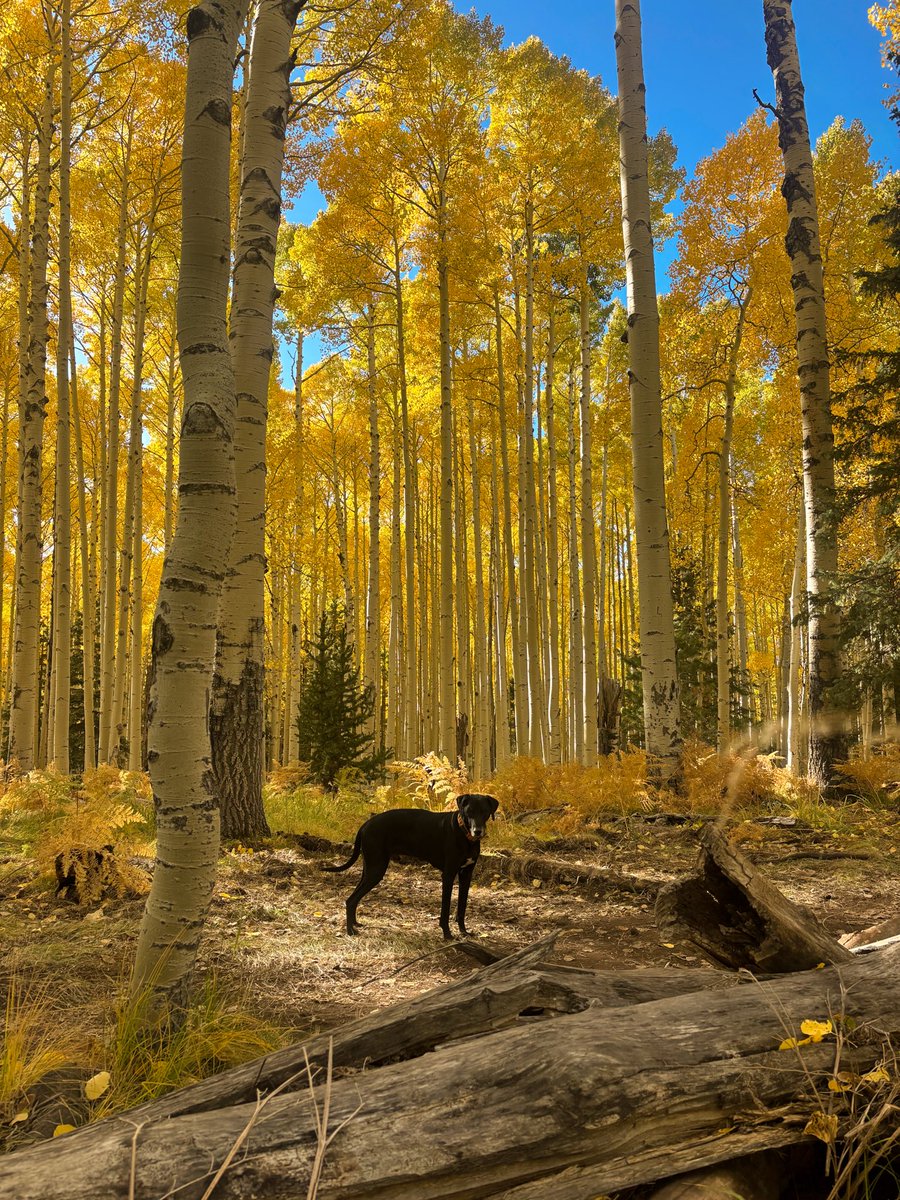 Fall in Flagstaff is unreal! I never would’ve thought when we moved to the high desert of AZ we’d see such incredible fall colors. “You can tell this is an aspen tree because of the way it is”🍂