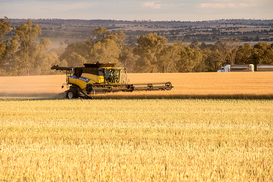 🎧PODCAST🎧: Direct heading canola: how to get it right.

👍Maurie gives us the good oil on direct heading:

-why &amp; when
-pros &amp; cons
-risks of shatter
-impacts on yield &amp; oil%

THIS IS A 2023 PODCAST, THE 2025 SEASONAL CONDITIONS ARE DIFFERENT, THE FACTS &amp; FIGURES ARE NOT!