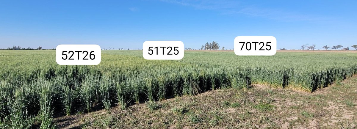 Alejandro Rossa tweet media