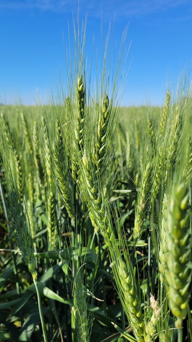 Alejandro Rossa tweet media