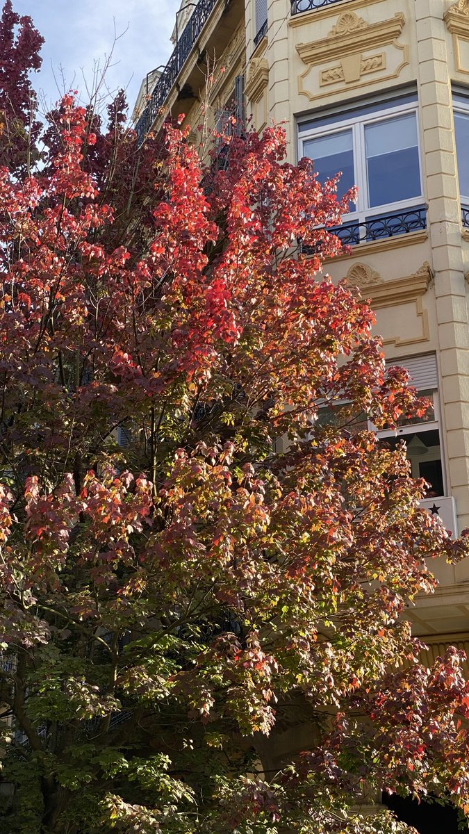 danielazelaya_'s tweet photo. El otoño frente a la catedral es tan ❤️🍂🍁😍 https://t.co/iSd3RjH7r4