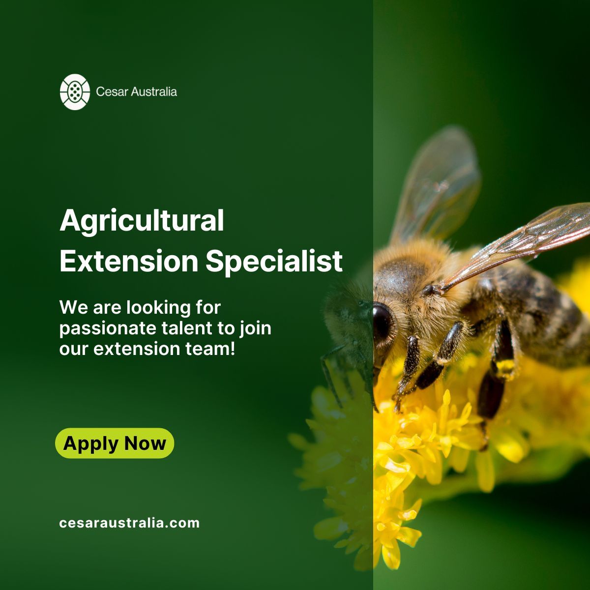 🌾 We’re looking for a skilled communicator to help turn science into impact!

If you’re passionate about turning research into real-world impact, we’d love to hear from you. 

Apply below or share with your network.

👉 buff.ly/4KpWKVR