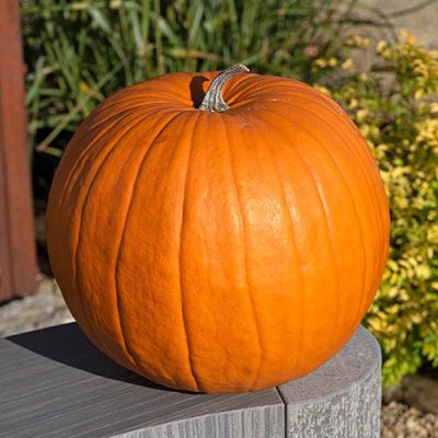 thalia ⚧︎ ΘΔ tweet media