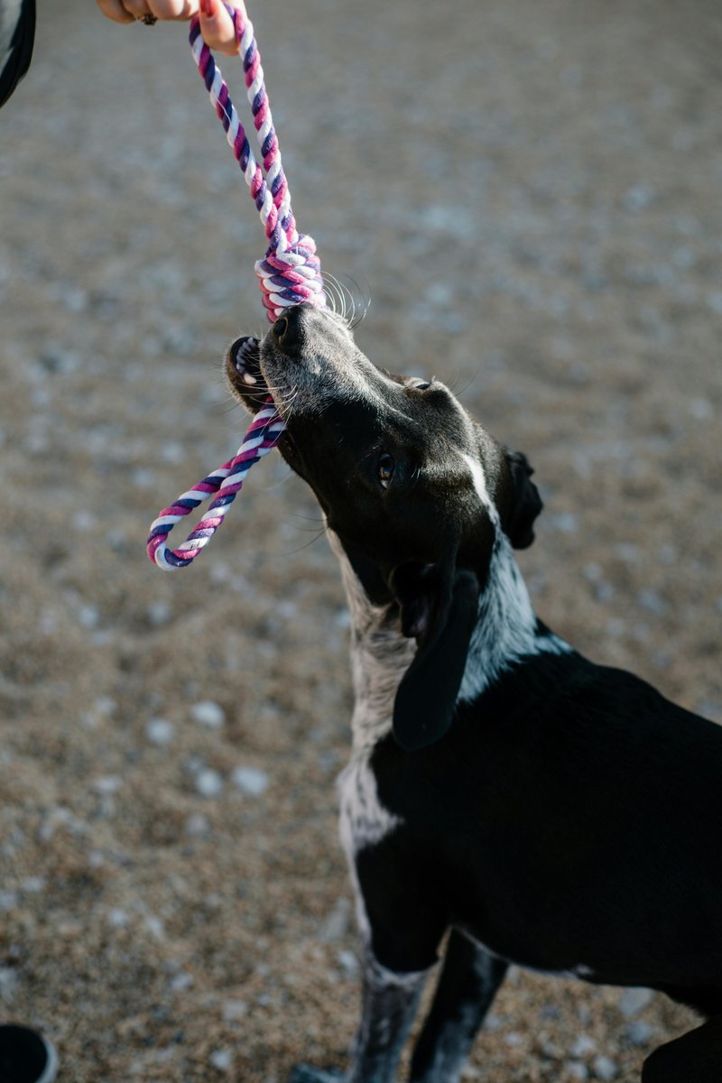 kninepets's tweet photo. Tug-of-war with your pup? 🐾 Pick a sturdy toy 💪, let them win once in a while 🏅, and always keep an eye out 👀 to make playtime safe and fun! 🎉

https://t.co/6eA1KQIeMX

#TugOfWar #DogPlay #HappyPup #SafePlay #DogToys #ActiveDogs #HealthyDogs #CanineFun #PetCare #PlaytimeFun https://t.co/cPH157vMDD