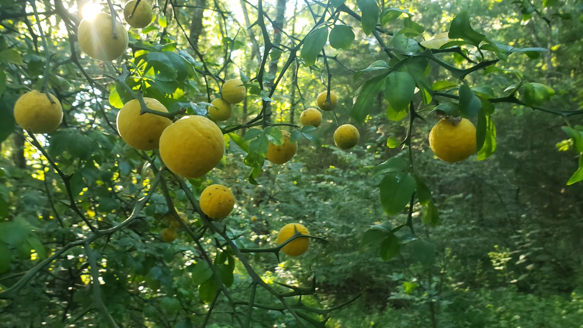 EngineerdSpirit's tweet image. The fruit of Hardy Orange has ripened #downonthefarm. As the tiny oranges drop from the trees, hundreds of their seeds fall to the forest floor. The fruit are too acidic and seedy to eat, but we juice them to use in recipes that require bitter orange, while slowing their spread.