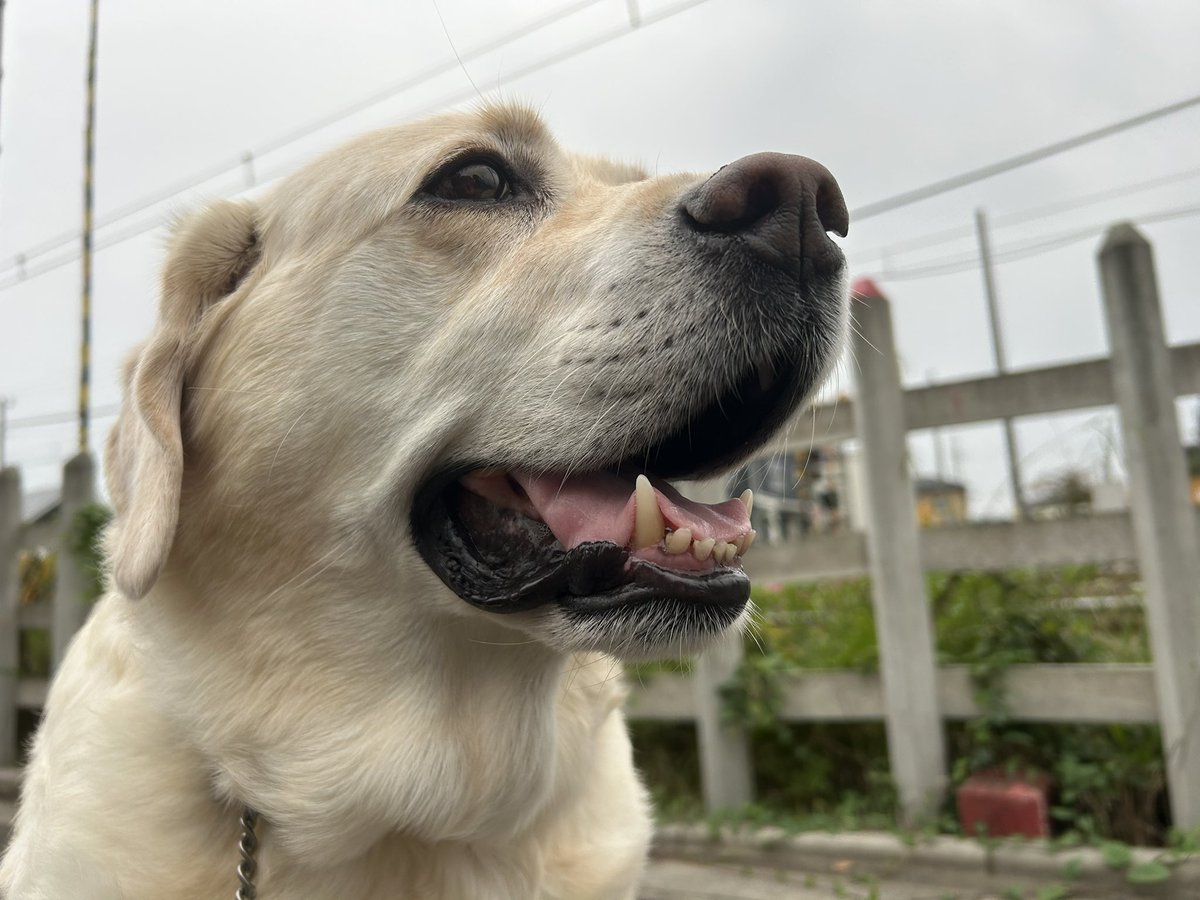 RP9BtCkpwCwVjLw's tweet image. 曇りのち曇りの朝んぽ☁️
おはようございます😃🐶
#ラブラドールレトリーバー
#元盲導犬
#大切な家族