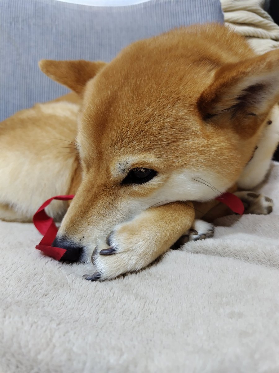 おはようございます！ご飯食べる前にひと休憩💤