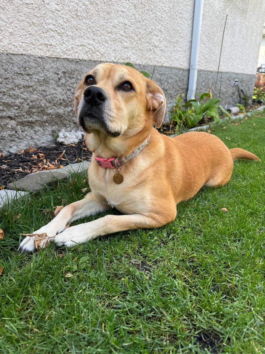 Jasmin Laine tweet media