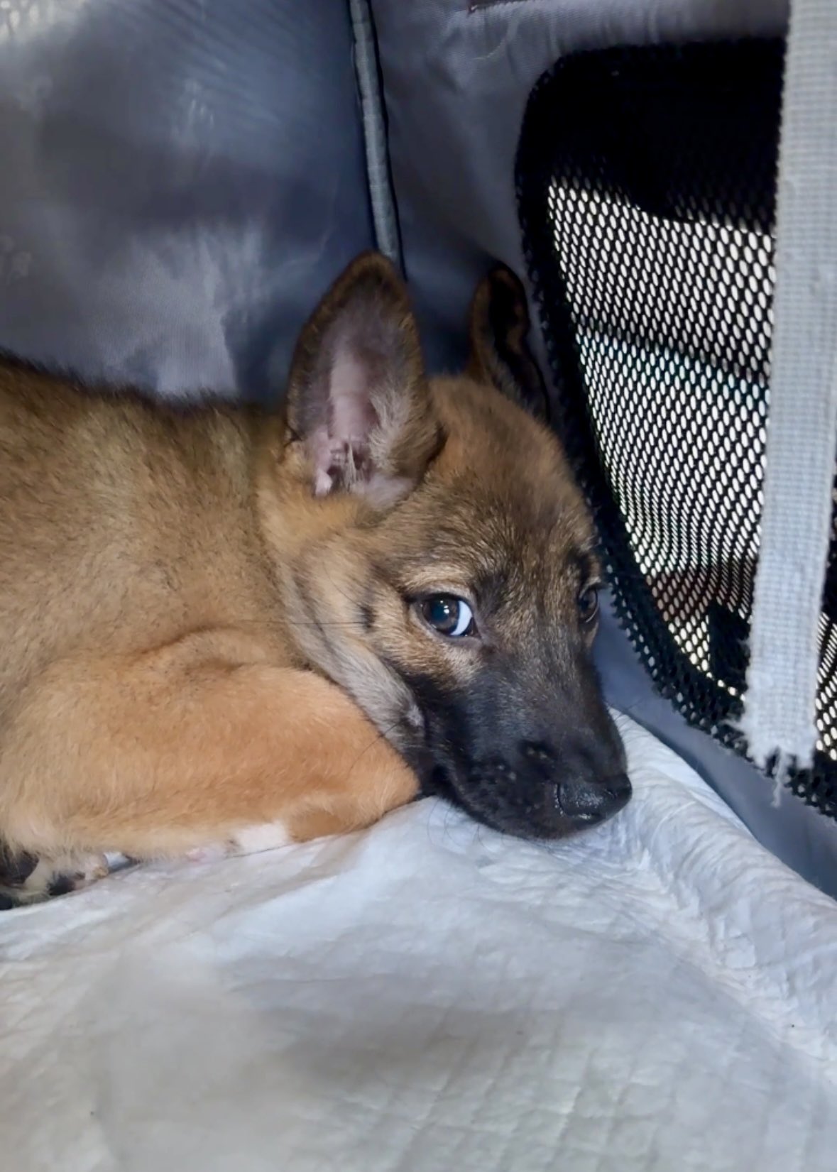 野良犬 野良犬ふれあい広場 on X: 