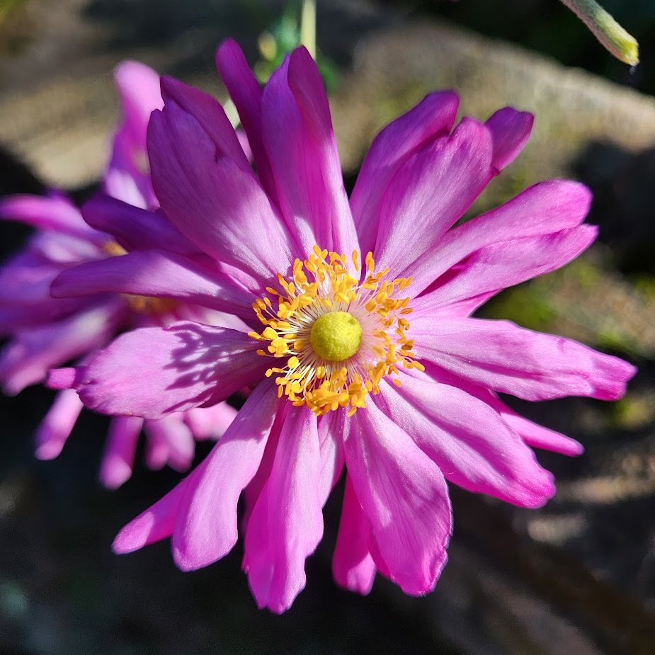 FlutterbyFlora's tweet image. Anemone in afternoon light💗🌞💚