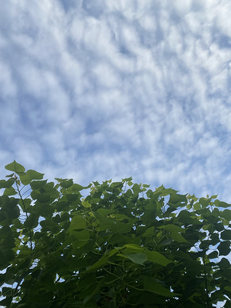 lucifferr41's tweet image. おはよ〜かようび。ケセラセラ、うまく流していきましょ🎶