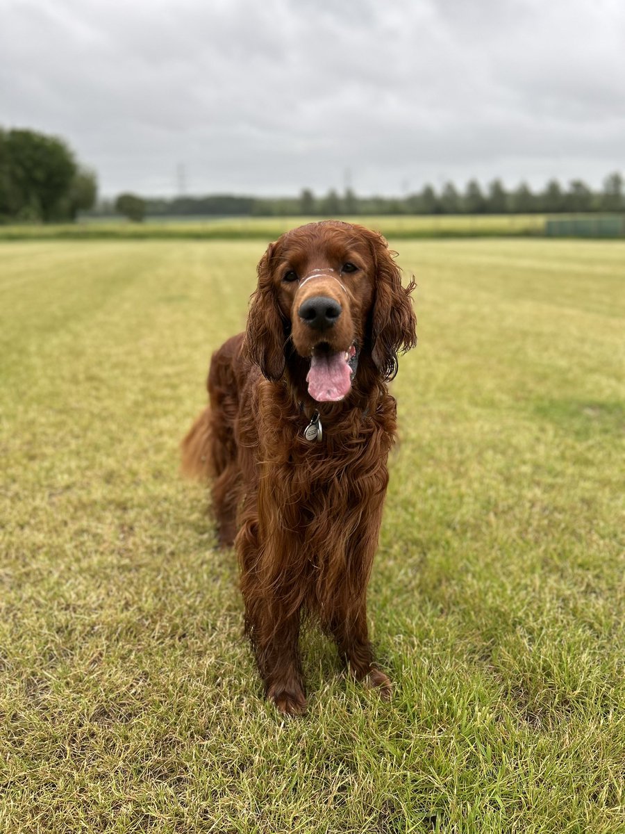 dogcelebration's tweet image. ❤️🐶🐾 

#DogCelebration