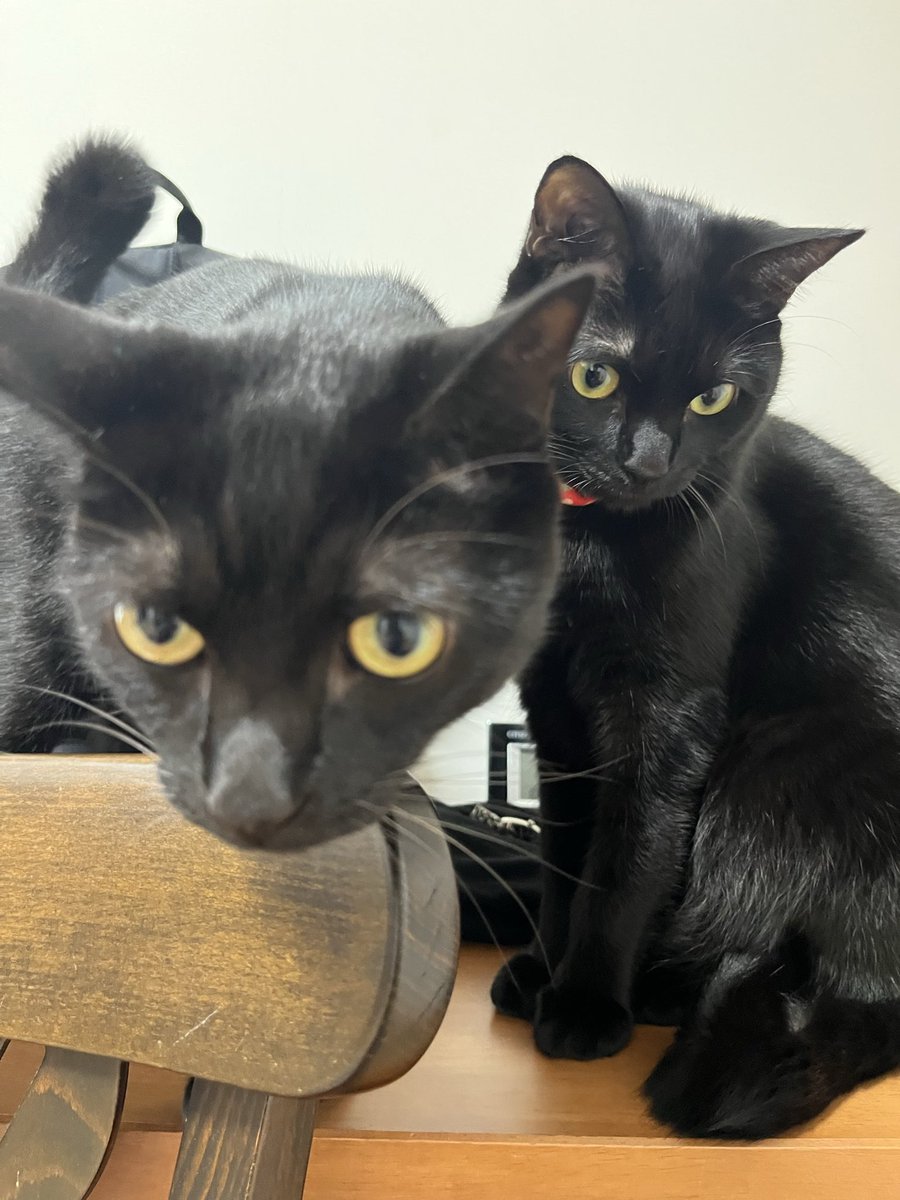 黒猫 五月と水月と葉月 on X: 