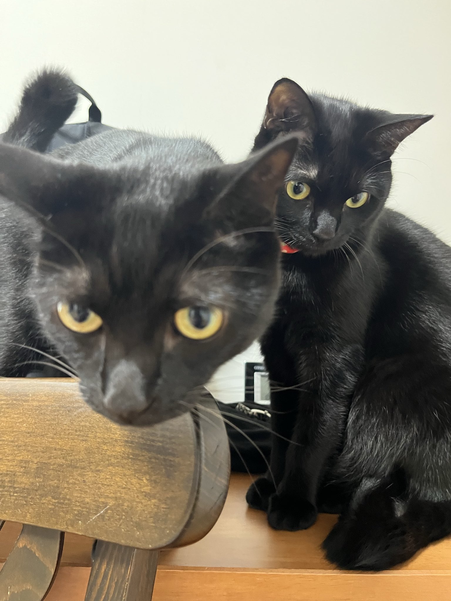 黒猫様　専用 五月と水月と葉月 on X: 