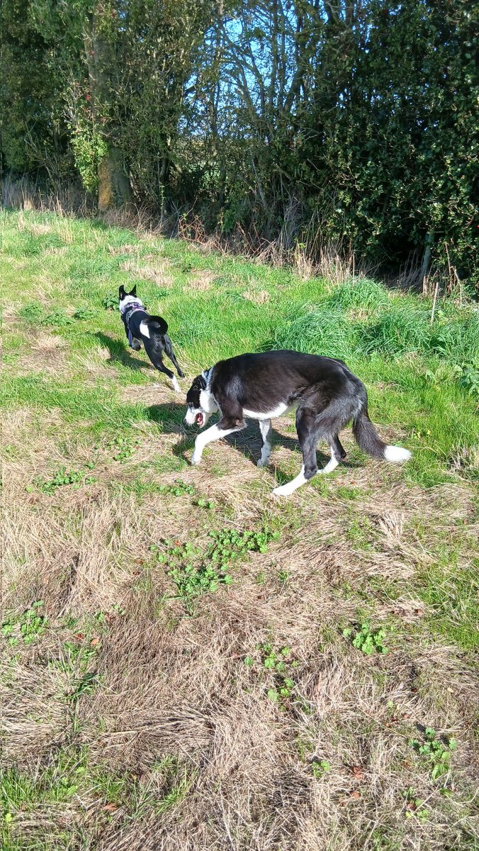 H2 had just lept out and ambushed H1, then made a hasty getaway.
This seems to be H2's favourite game when on our daily walks, much to the annoyance of H1.