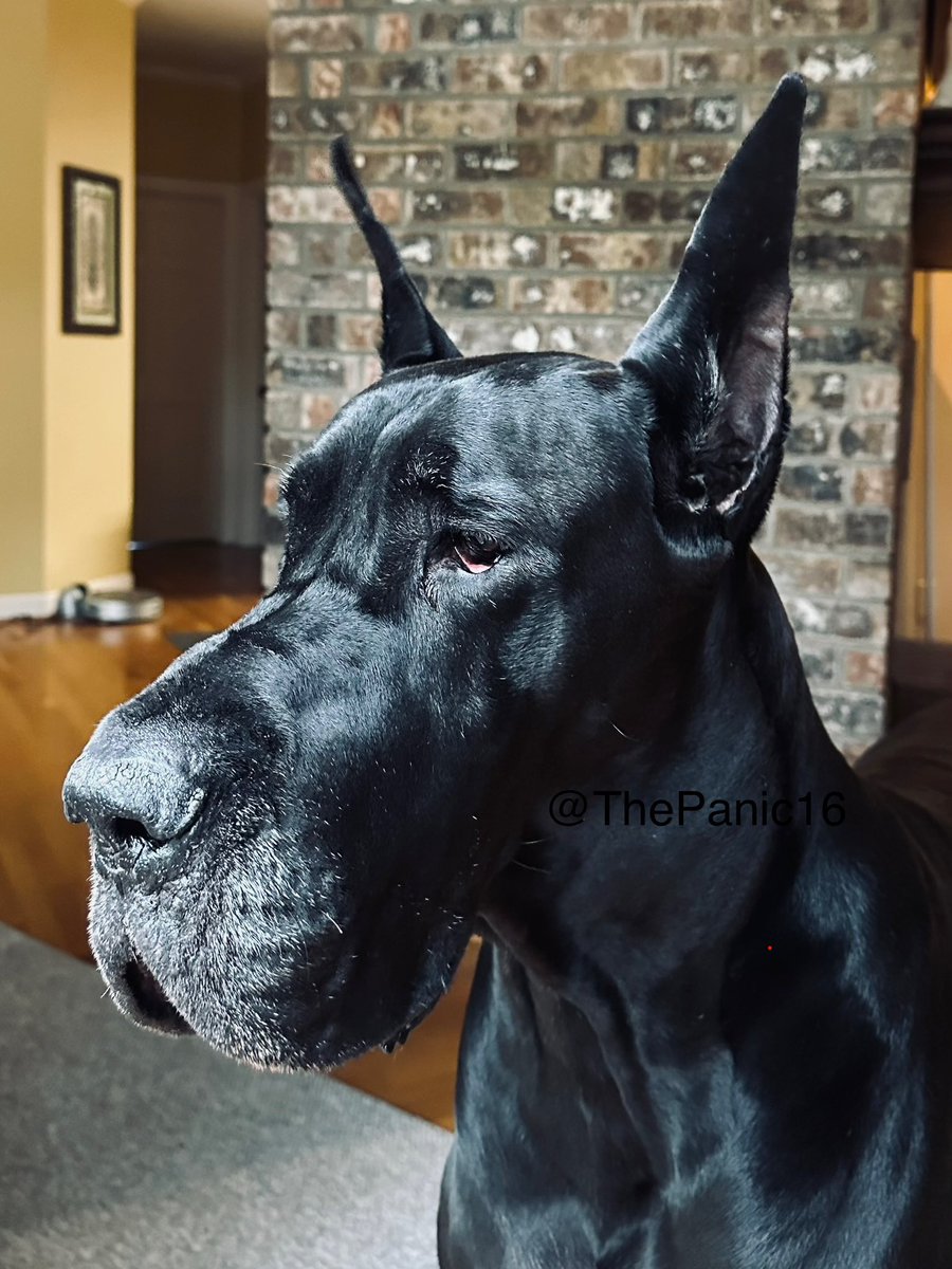 The Panic tweet media