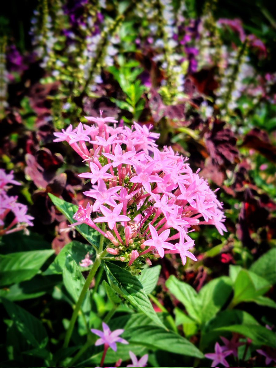 kaede𓂃🍁𓏲𓈒 tweet media