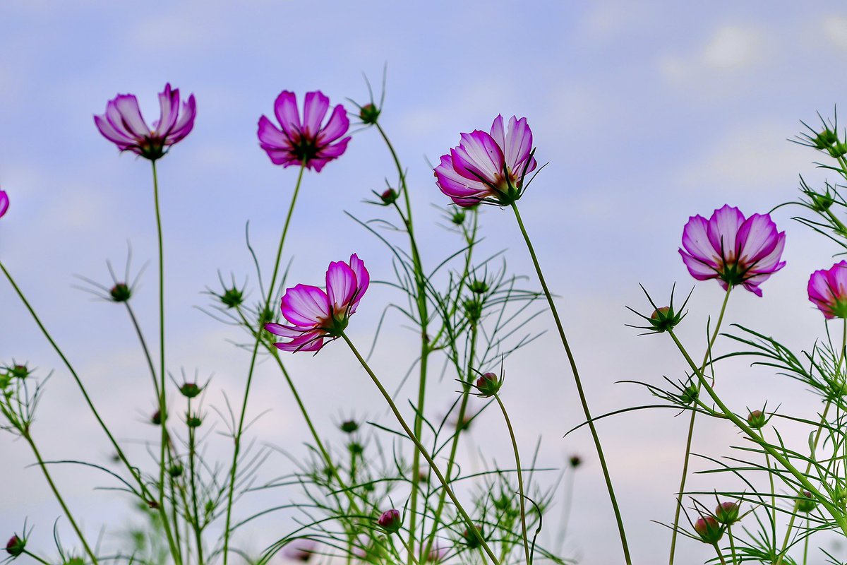 コスモスです❗️❗️❗️ コンベックス限定色】 お手頃価格&プロも納得の本格仕様