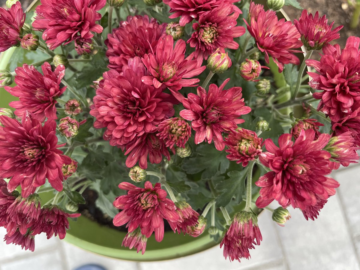 CathyLabrado's tweet image. Love this color mum! These can last for 20 years after transplant into ground! I know who cares! I have to keep gardening for therapy 😂😂😂