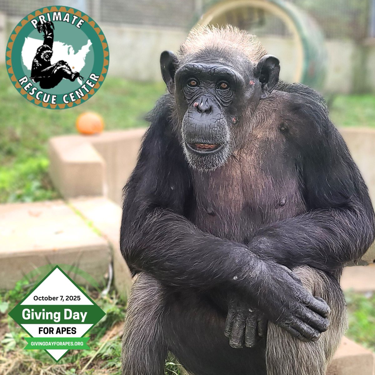 On Giving Day for Apes, we are fundraising for medical care costs for our special needs and advanced age chimps. From costly meds, supplements, supplies and vet exams, your $$ will help us to continue providing the lifesaving care they deserve.
givingdayforapes.org/organization/P…
