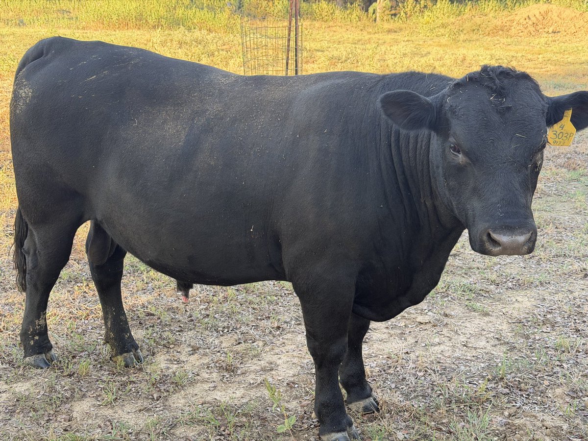 303P aka Rufus looking for the ladies.