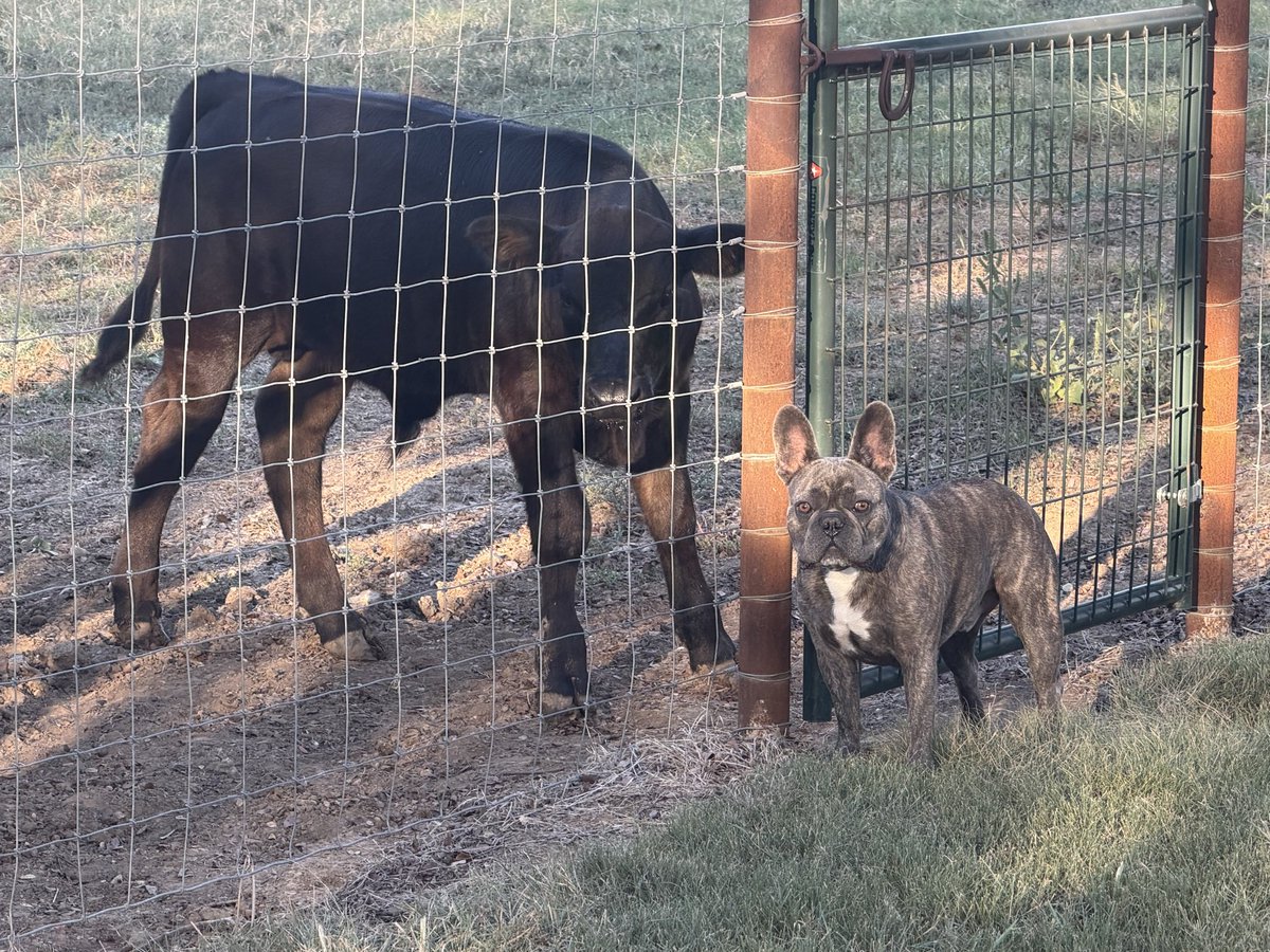 Tader the frenchie messing with one of the bull calves.
