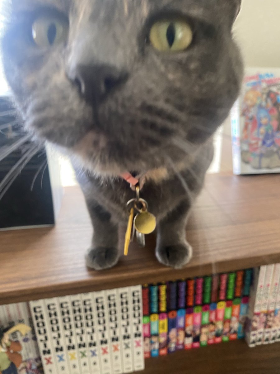 opxldrxkx's tweet image. Miss stinkarina smells like nothing but sometimes corn chips but her breath is that of a 1000 gar. Love her