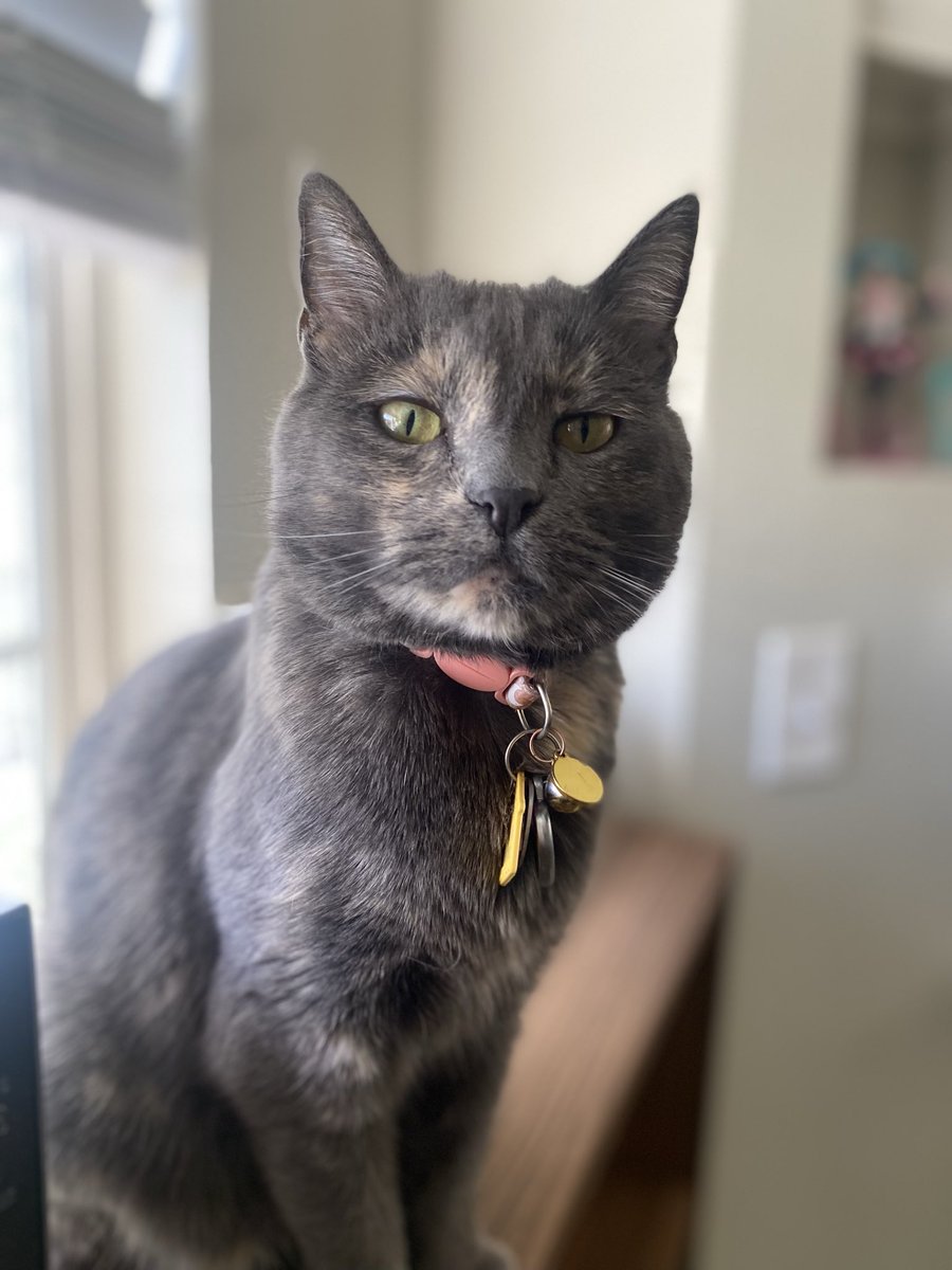 opxldrxkx's tweet image. Miss stinkarina smells like nothing but sometimes corn chips but her breath is that of a 1000 gar. Love her