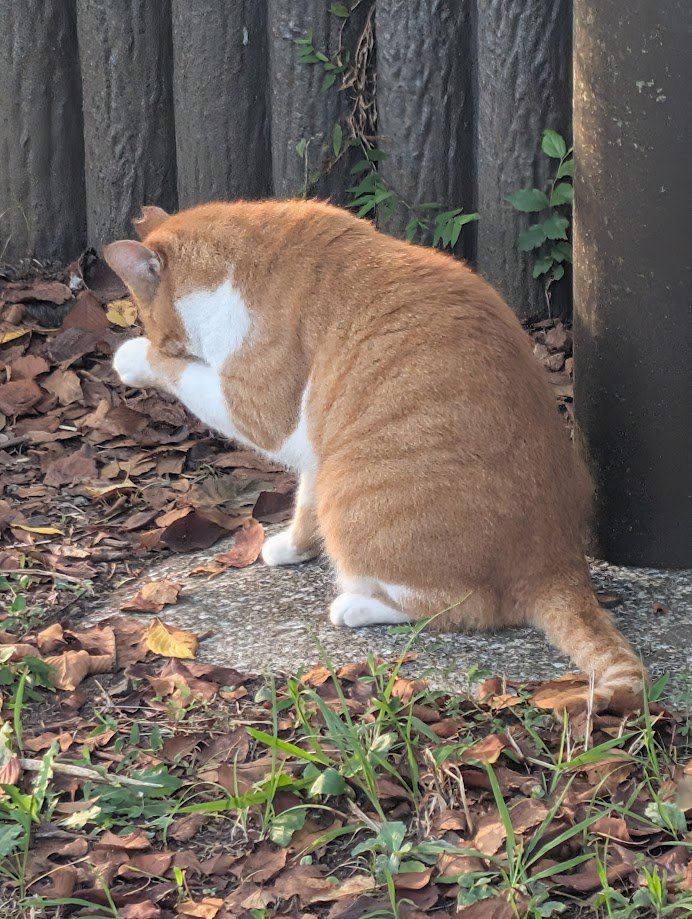 おにゃんにゃん🐾 on X: 