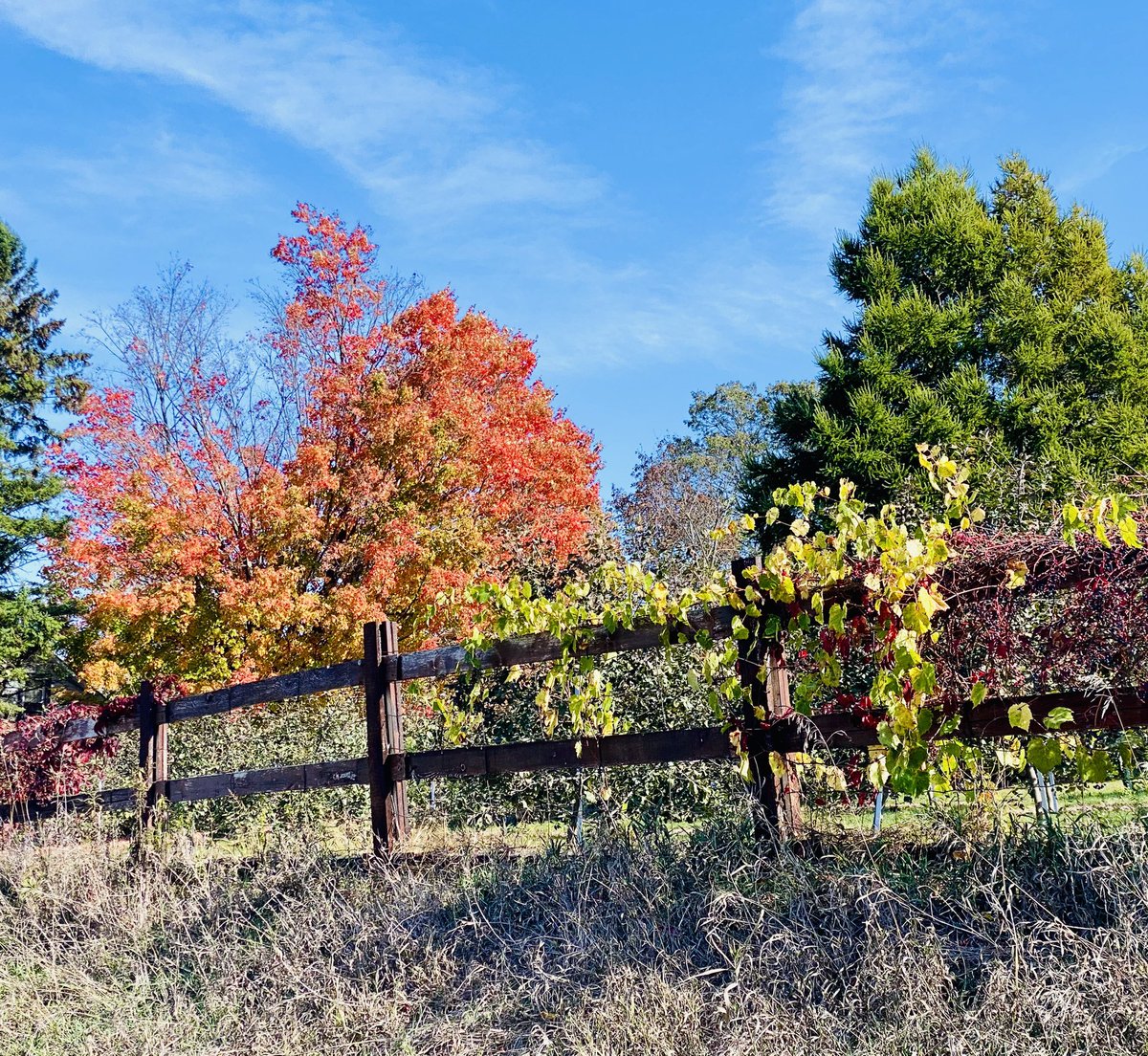So far we have been raving about October and for good reason…. The trees at this time speak, and we exhale! 
“That you’re moving on the backroads
By the rivers of my memory 
And for hours you’re just gentle on my mind.”  
#fallfoliage #autumnvibes #favouriteseason #breathe