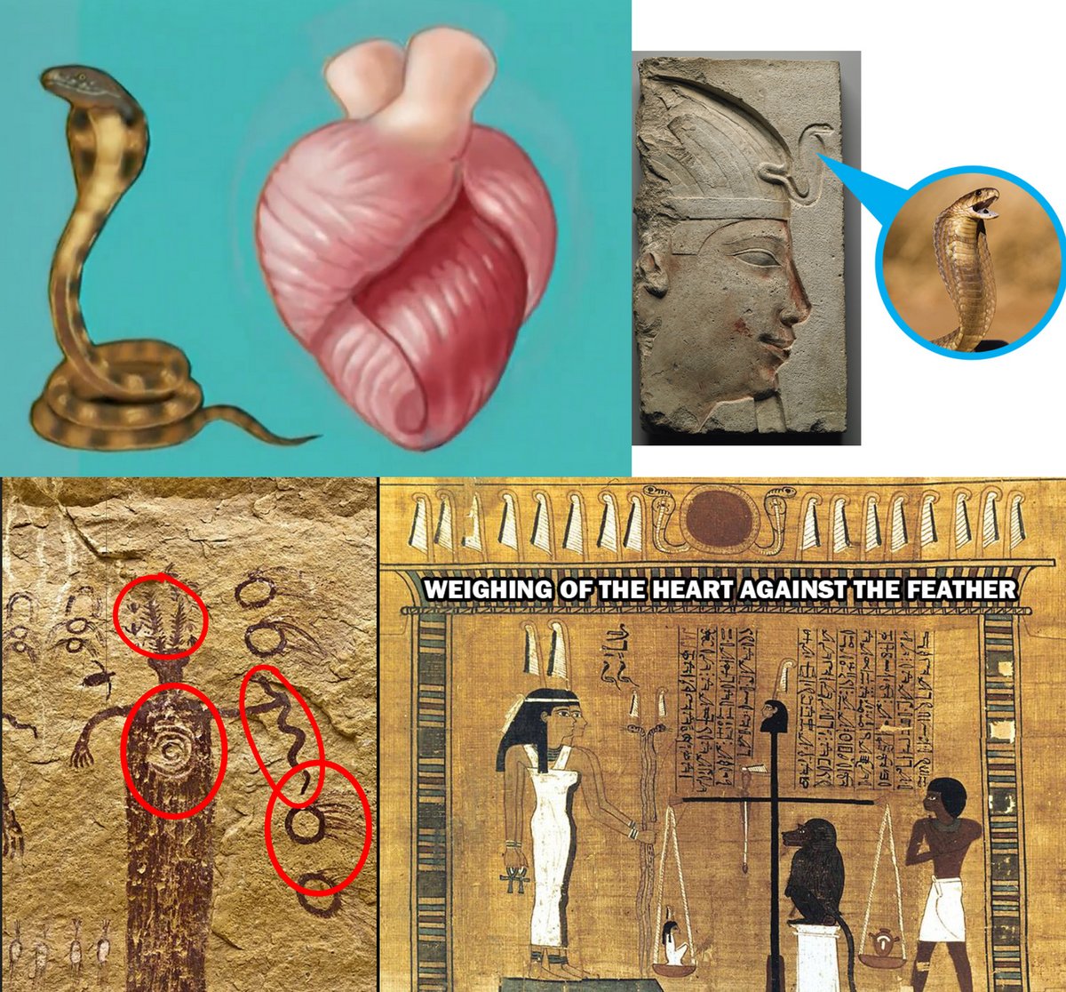 Did you know that your heart is literally helical in shape, wrapped around itself?

The heart produces powerful vortices of blood, and within the blood lies the part of the soul that dwells in the material world.

The key to entering heaven and the higher dimensions is to make
