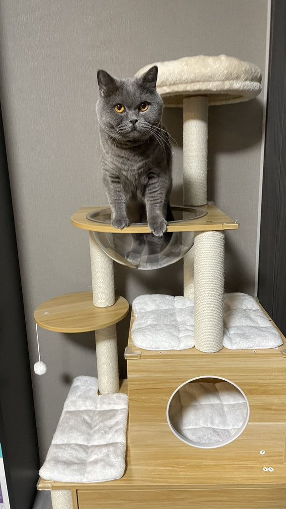 kanpachi_cat's tweet photo. ちょっと思ってた使い方じゃない https://t.co/MIDhvdi3BC