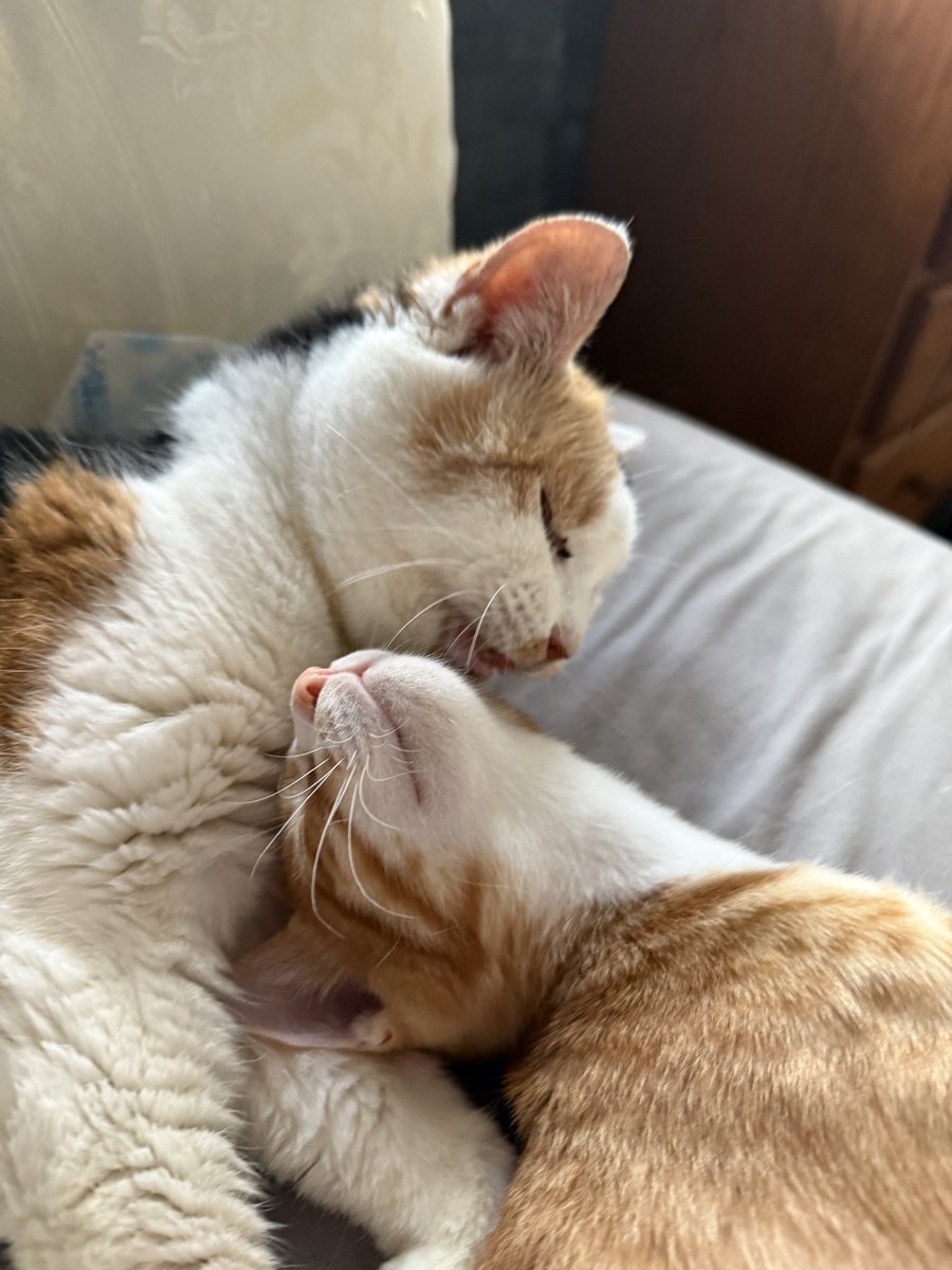 三毛猫 - Search / X