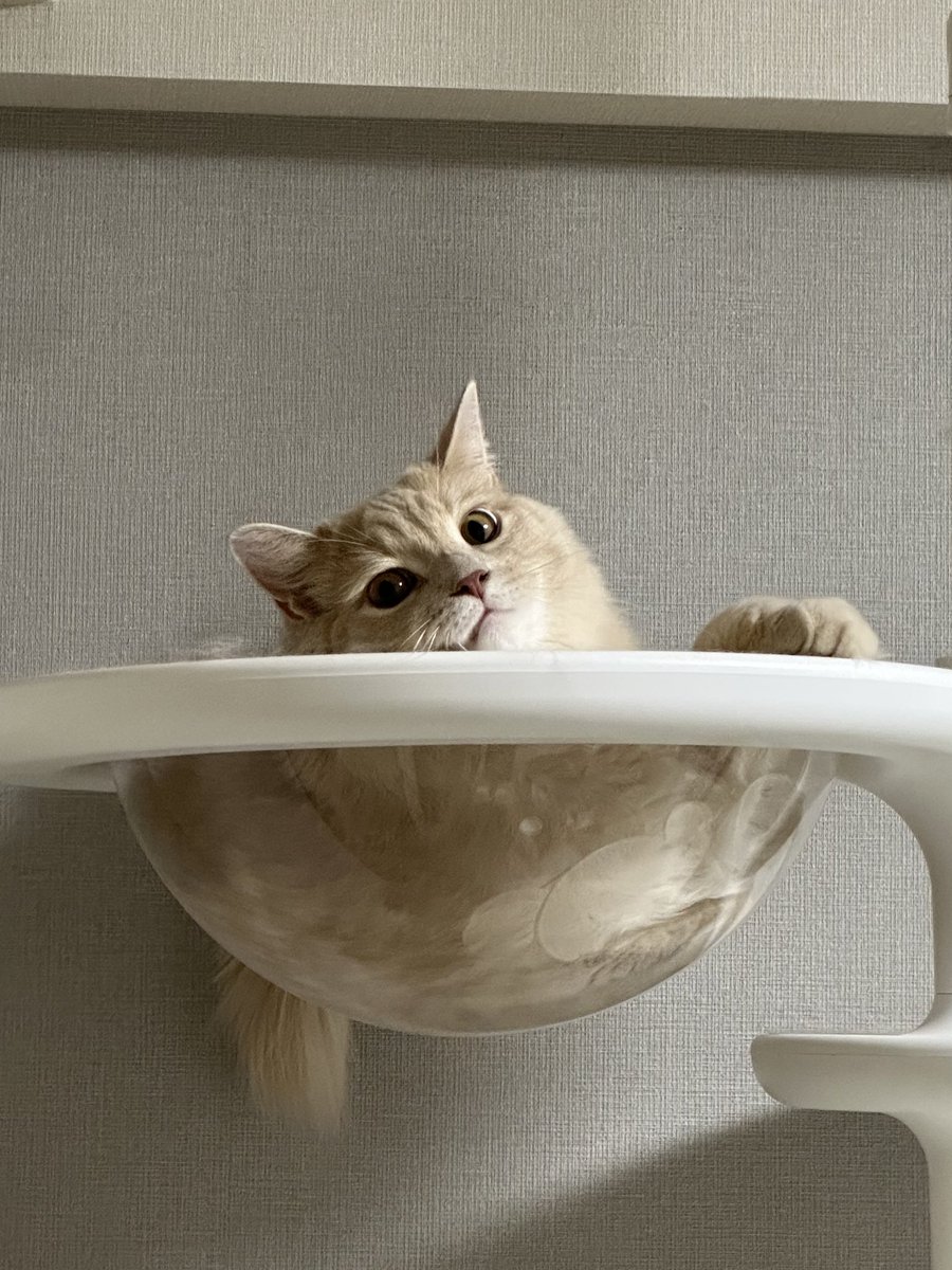 猫部屋の前通りがかったら目が合った