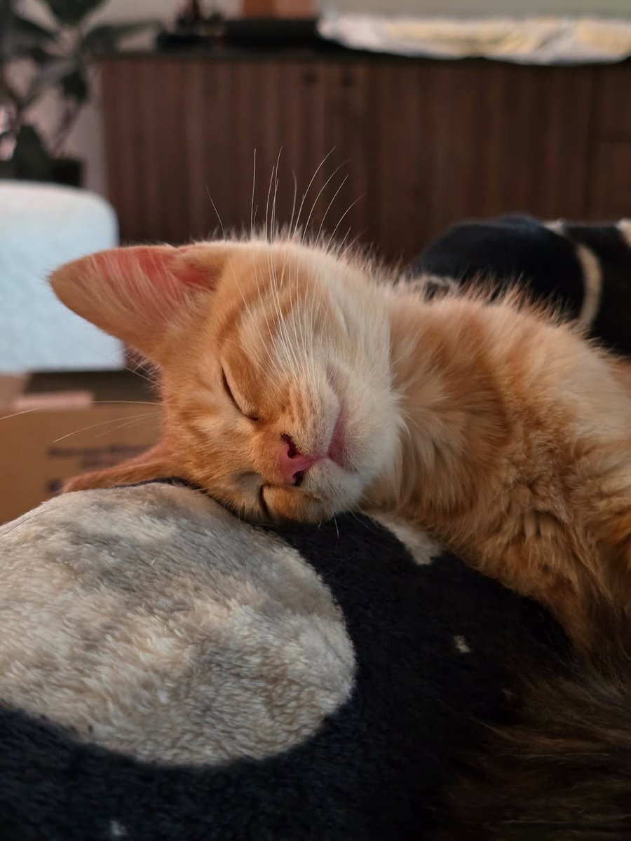 Wulfie  Viking Cat (@vonebowly) on Twitter photo 