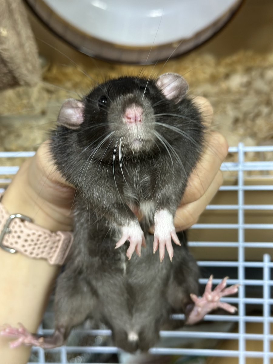 朝からケージに頭突っ込んで宝探し(うんこ拾い)してたら髪毟られた
かわいすぎ