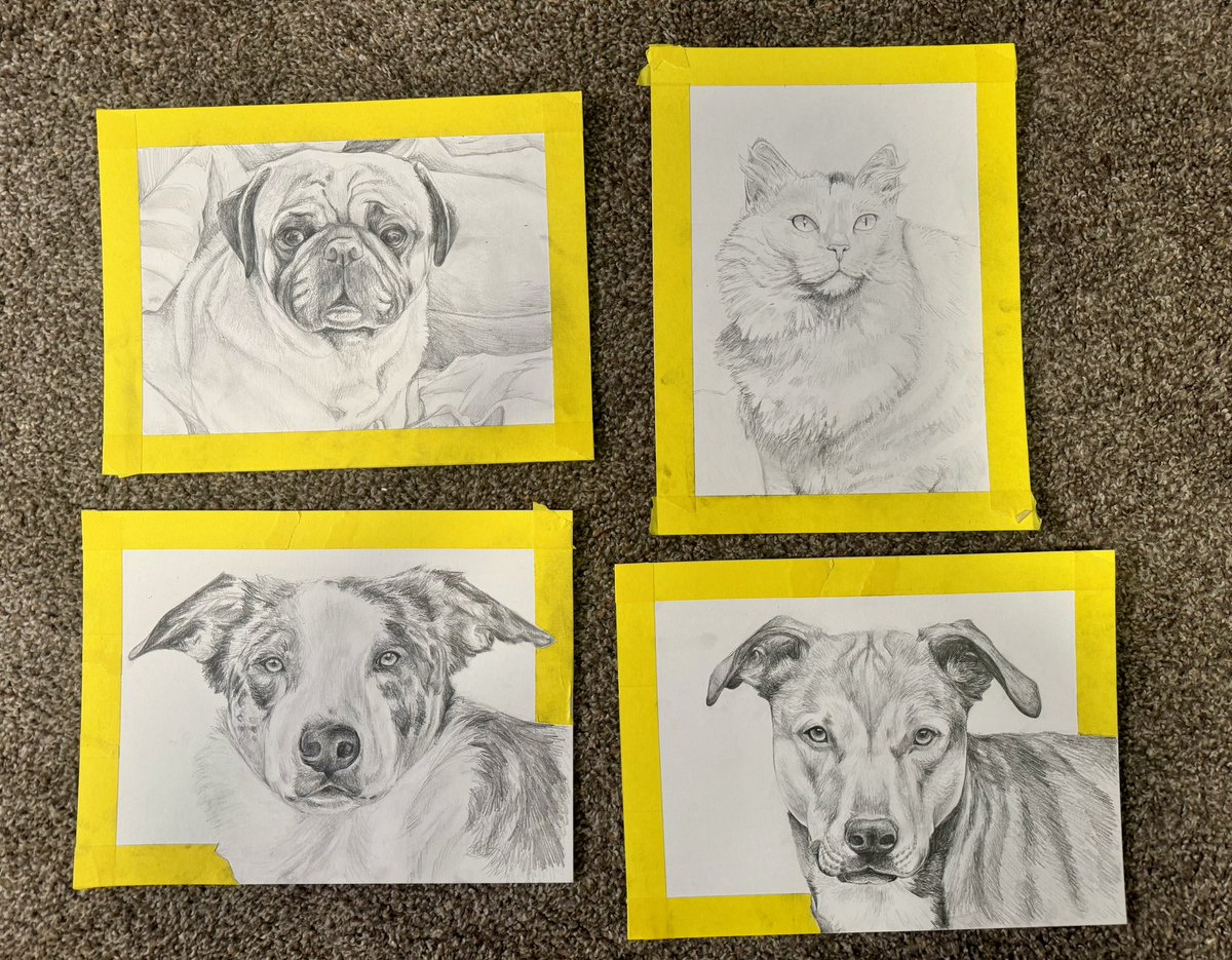 Busy Bean 
WIP pet portraits (4 of 7)